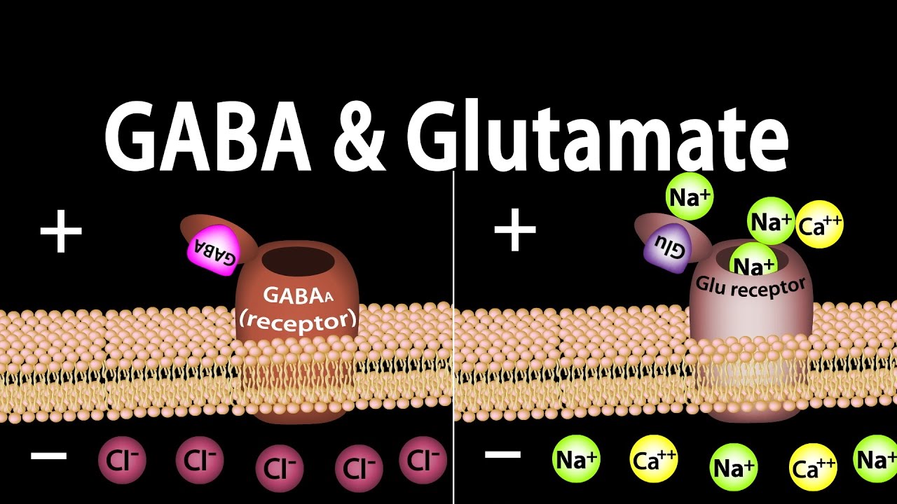 The Glutamate-GABA Balance